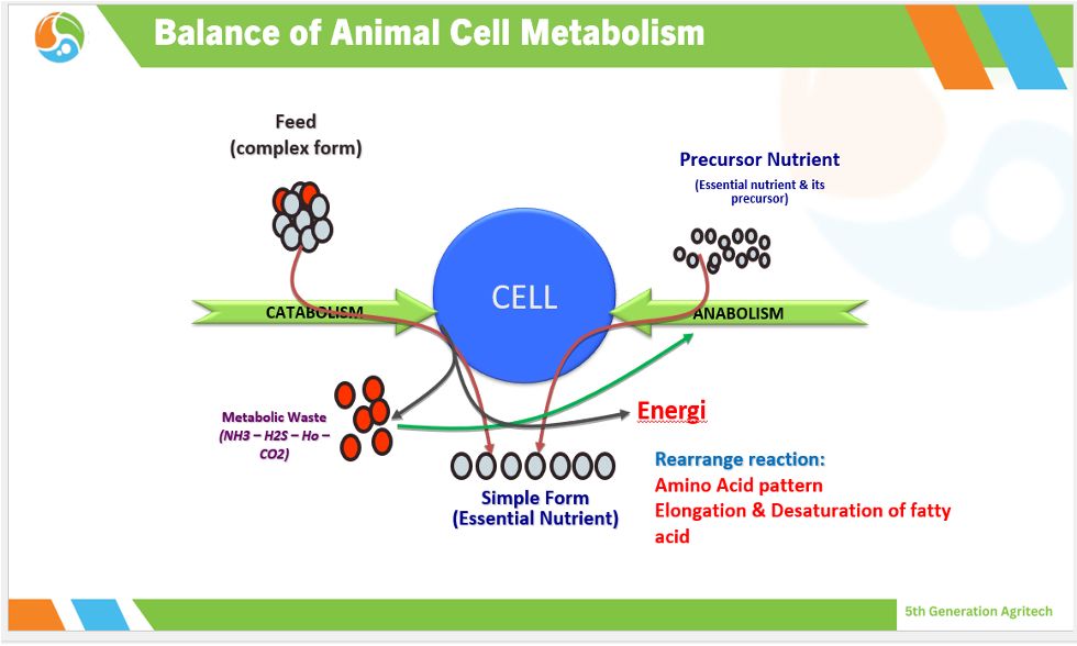 balance of animal cell metabolism