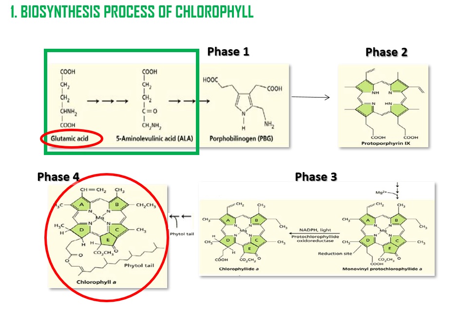Biosynthesis process of chlorophyll