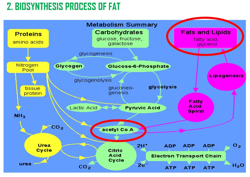 bio synthesis process of fat