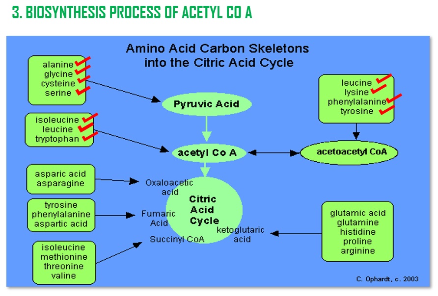 bio synthesis process of acetyl co a